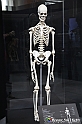 VBS_3112 - Scheletro - Mostra Body Worlds